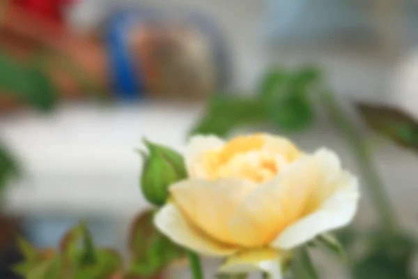 Vintage růže květ — Stock fotografie