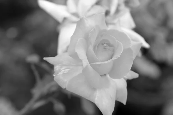 Vintage τριαντάφυλλα λουλουδιών — Φωτογραφία Αρχείου