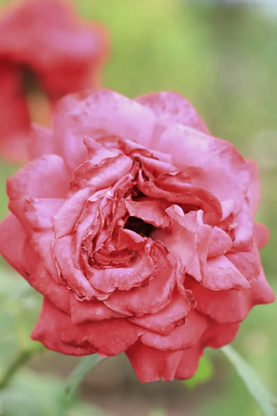 Flores de rosas vintage — Fotografia de Stock