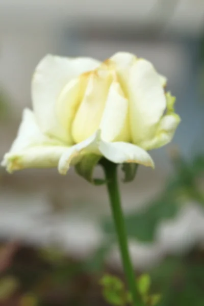 Jahrgangsrosen blühen — Stockfoto