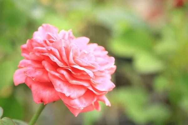 ヴィンテージのバラの花 — ストック写真