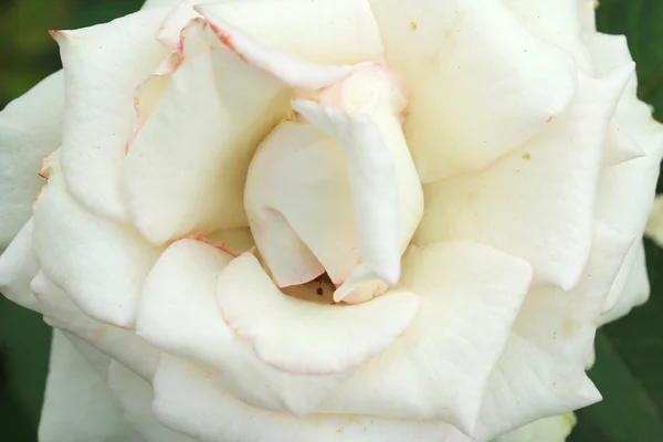 Rosas vintage flor — Foto de Stock