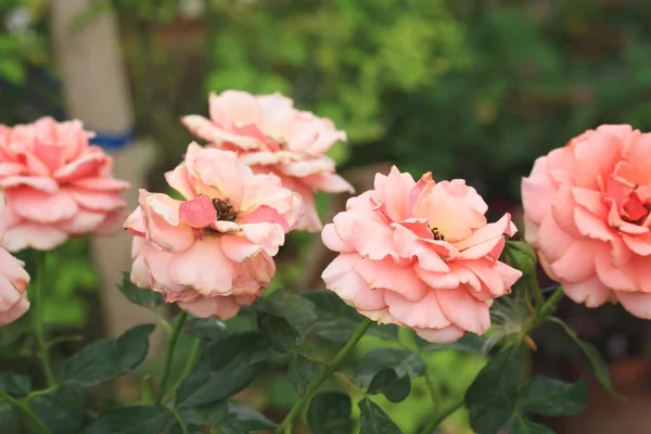 Rosas vintage flor —  Fotos de Stock