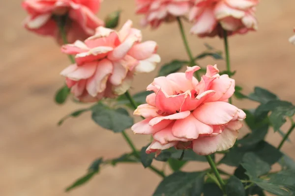 Vintage rosor blomma — Stockfoto