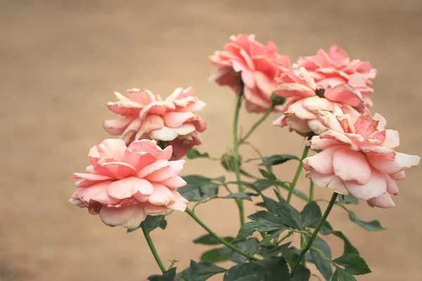 Flores de rosas vintage — Fotografia de Stock