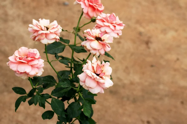 复古玫瑰花朵 — 图库照片