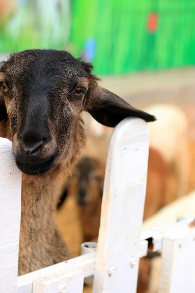 Een heleboel schapen — Stockfoto