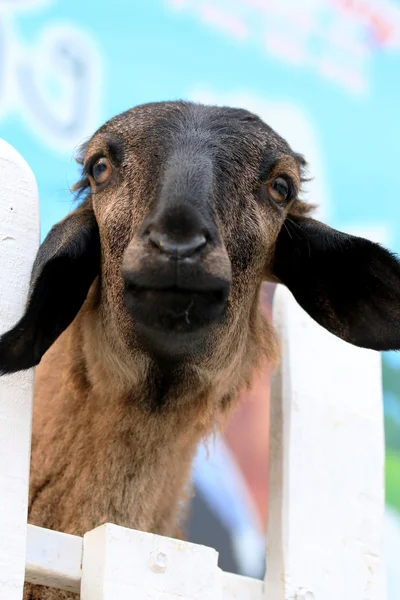 Een heleboel schapen — Stockfoto