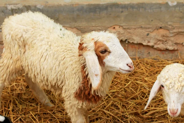 Een heleboel schapen — Stockfoto