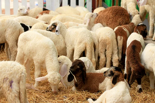 Um monte de ovelhas — Fotografia de Stock