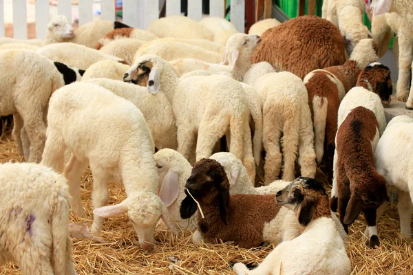 Un sacco di pecore — Foto Stock