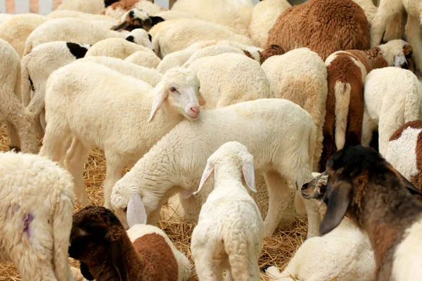 Een heleboel schapen — Stockfoto