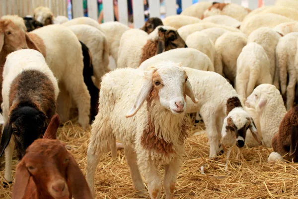 Un sacco di pecore — Foto Stock