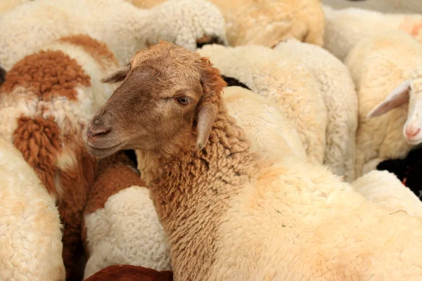 Um monte de ovelhas — Fotografia de Stock