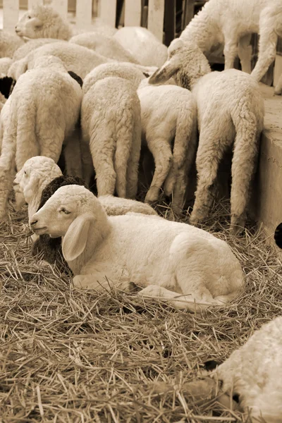 Un sacco di pecore — Foto Stock