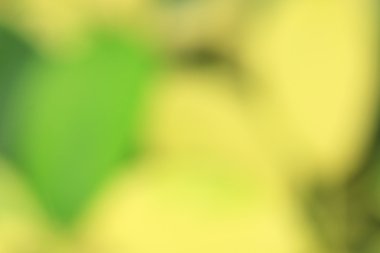 bulanık çiçek ışık yollar arka plan