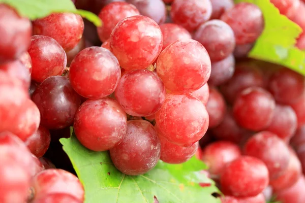 Frische Trauben — Stockfoto