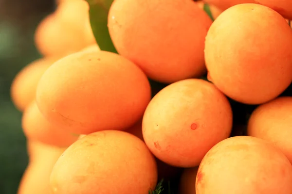 Marian plommon frukt - Asien frukt — Stockfoto