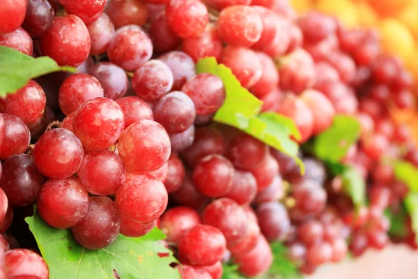 Uvas frescas — Foto de Stock