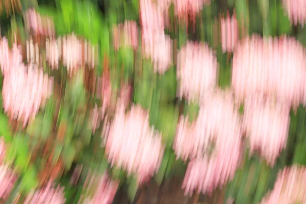 Fleurs floues lumière sentiers fond — Photo