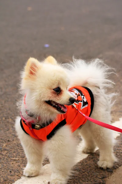 Perro pomerano blanco — Foto de Stock