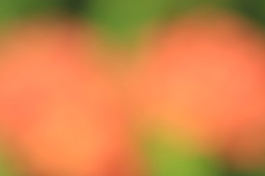 bulanık çiçek arka plan