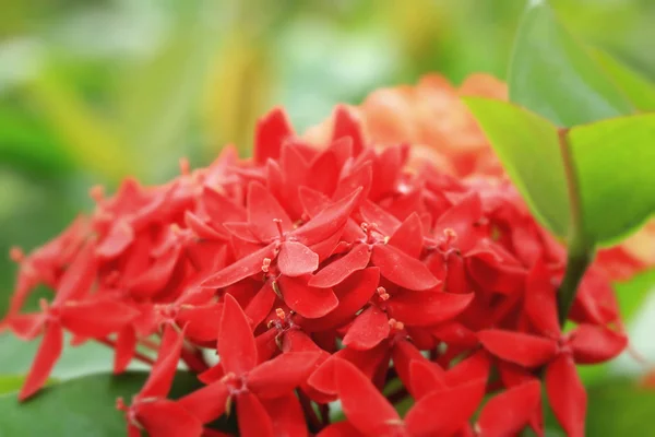 Ixora flowers - red flower — Stock Photo, Image