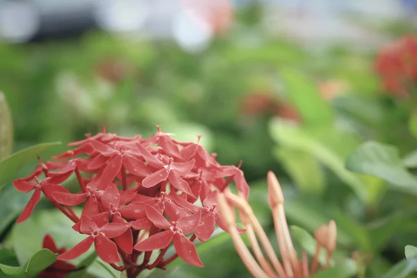 Ixora blommor - röd blomma — Stockfoto