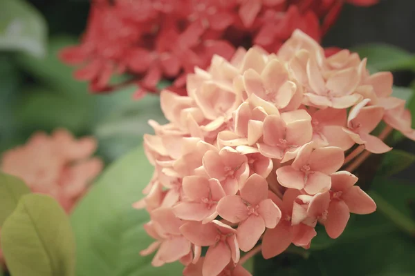 Ixora kwiaty - czerwony kwiat — Zdjęcie stockowe