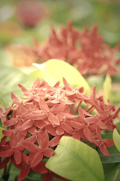 Fleurs Ixora - fleur rouge — Photo