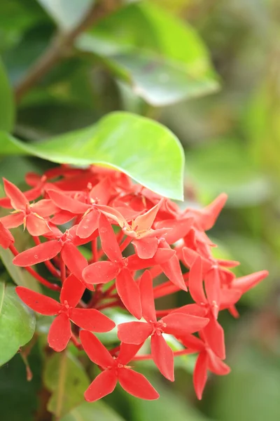 Ixora flowers - red flower — Stock Photo, Image