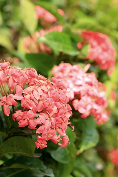 Ixora blommor - röd blomma — Stockfoto