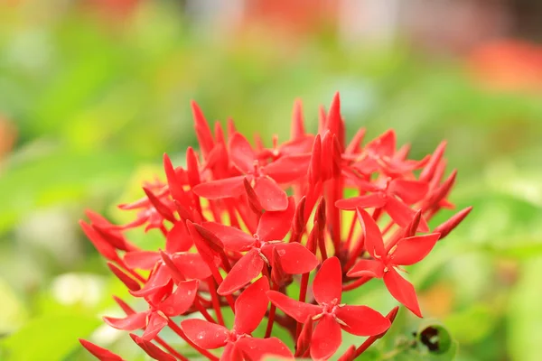Ixora blommor - röd blomma — Stockfoto