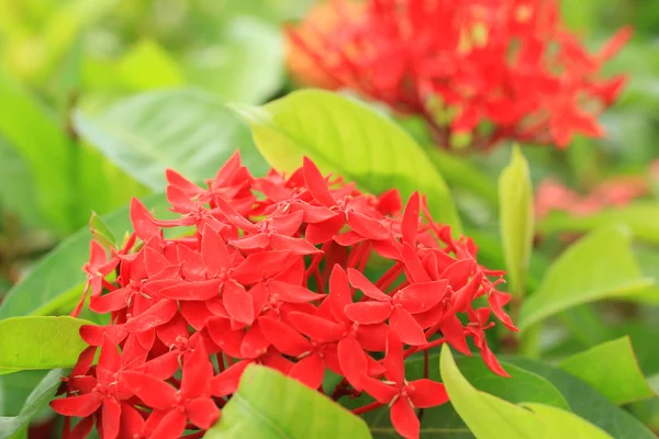 Ixora flowers - red flower — Stock Photo, Image