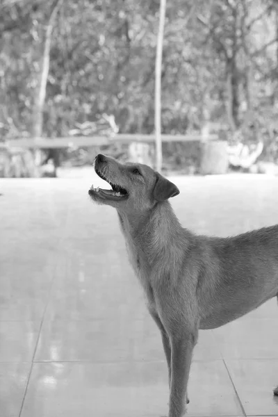 Cane alla ricerca — Foto Stock