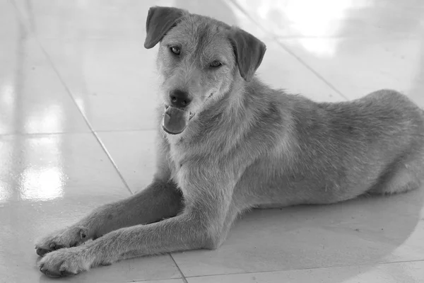 Cão olhando — Fotografia de Stock