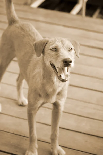 Dog looking — Stock Photo, Image