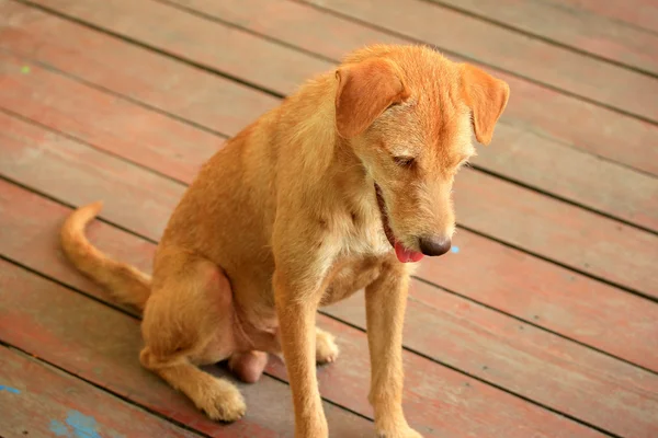 Dog looking — Stock Photo, Image