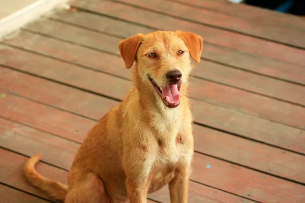 Cão olhando — Fotografia de Stock