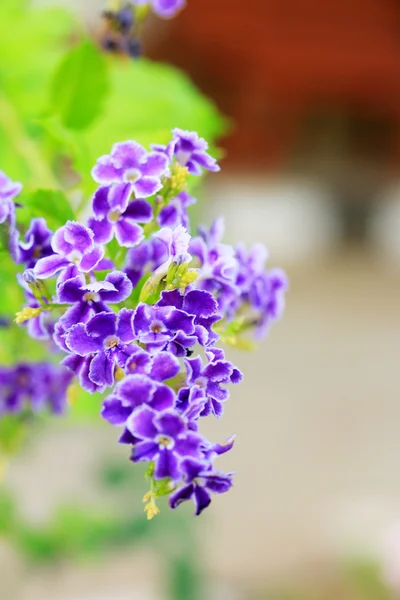 Purple flowers — Stock Photo, Image