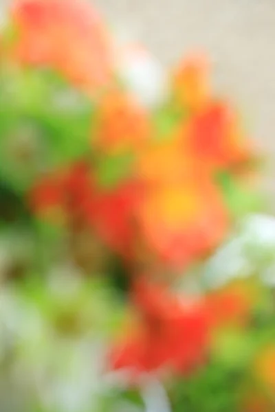 Květiny rozmazané pozadí — Stock fotografie