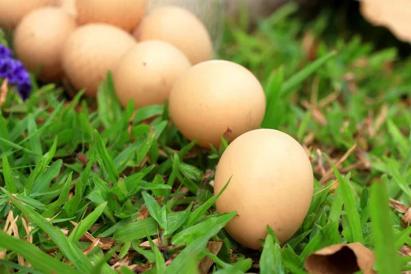 Huevos de Pascua vintage — Foto de Stock