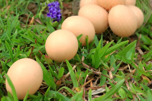 Винтажные пасхальные яйца — стоковое фото