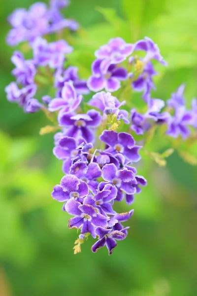 Flores roxas — Fotografia de Stock