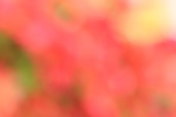 Wazig bloemen achtergrond — Stockfoto