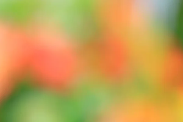 Blurred flowers background — Stock Photo, Image