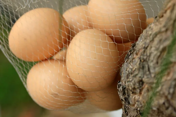 Huevos de Pascua vintage —  Fotos de Stock