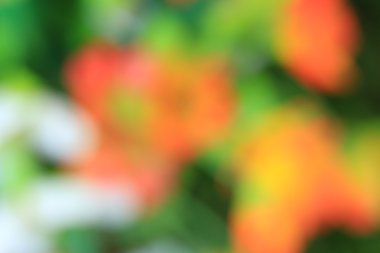 bulanık çiçek arka plan