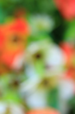 bulanık çiçek arka plan