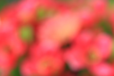 bulanık çiçek arka plan